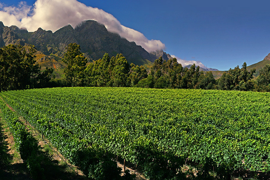 The vines at Stony Brook